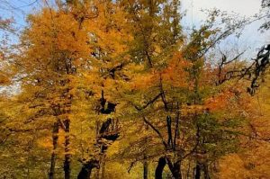 images (93)